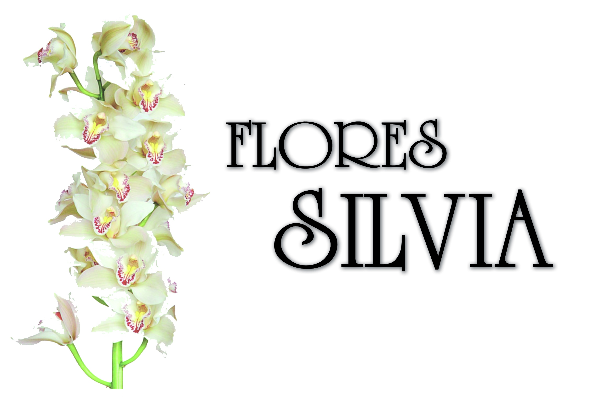 Flores Silvia